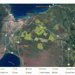 Mahi Pono Plants! Crop plan shows plans for 2019-2020